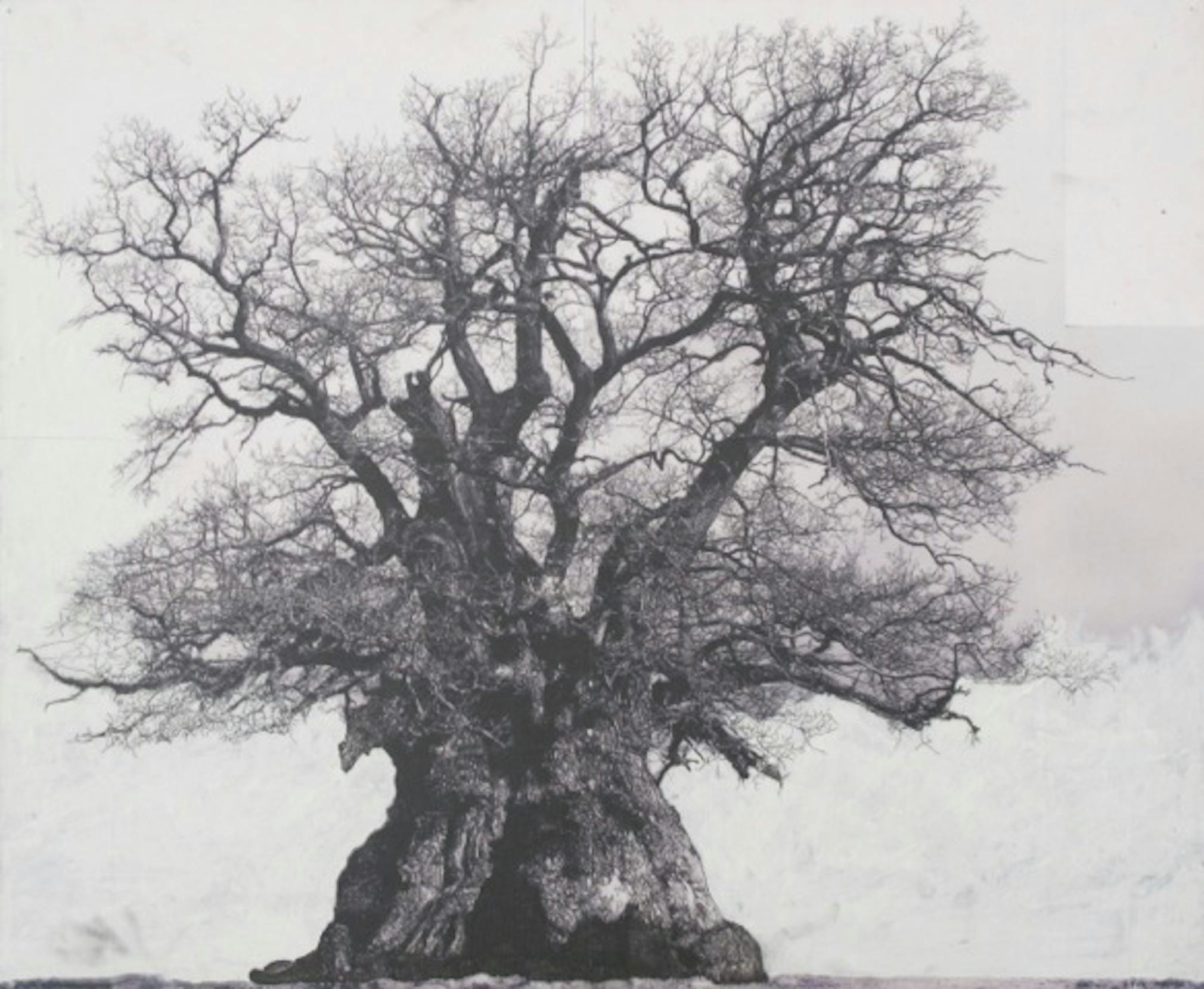 Ongekend Tekeningen van oude bomen (winter 2010-2011) [Drawings of Old JB-86